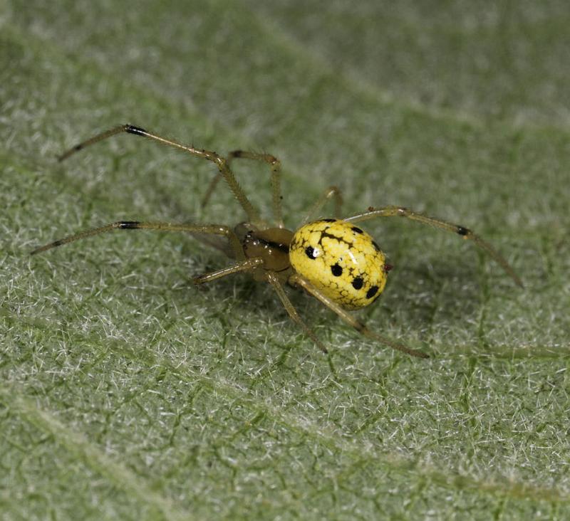 Enoplognatha_ovata_D8197_Z_89_Bij afgraving_Nederland.jpg